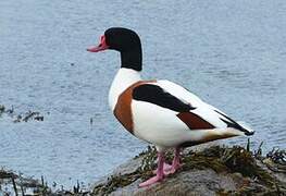 Common Shelduck