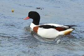 Common Shelduck