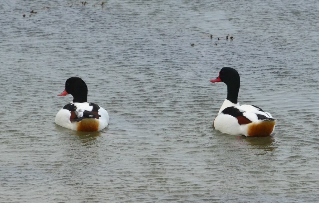 Common Shelduckadult