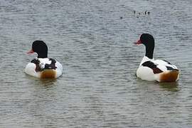 Common Shelduck