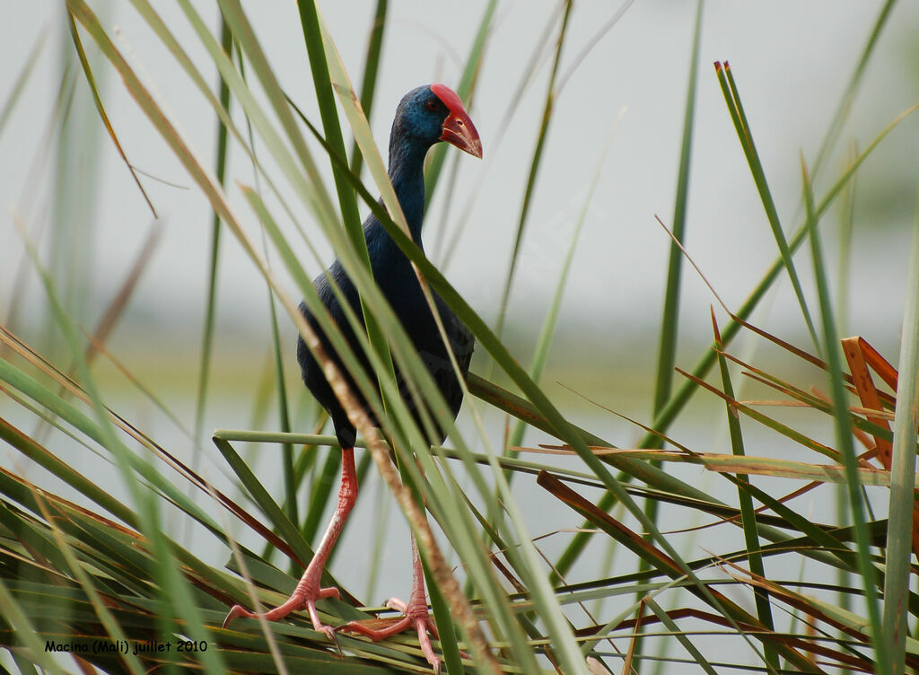 Talève d'Afriqueadulte, identification