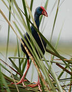 African Swamphen