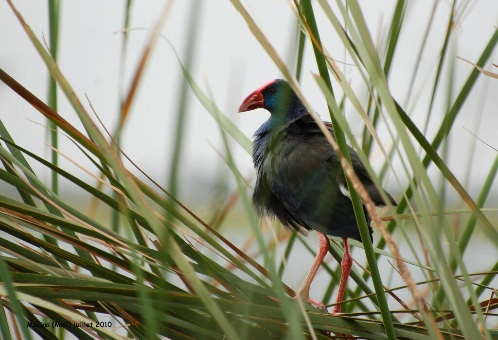 Talève d'Afriqueadulte, identification