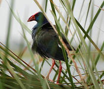 African Swamphen