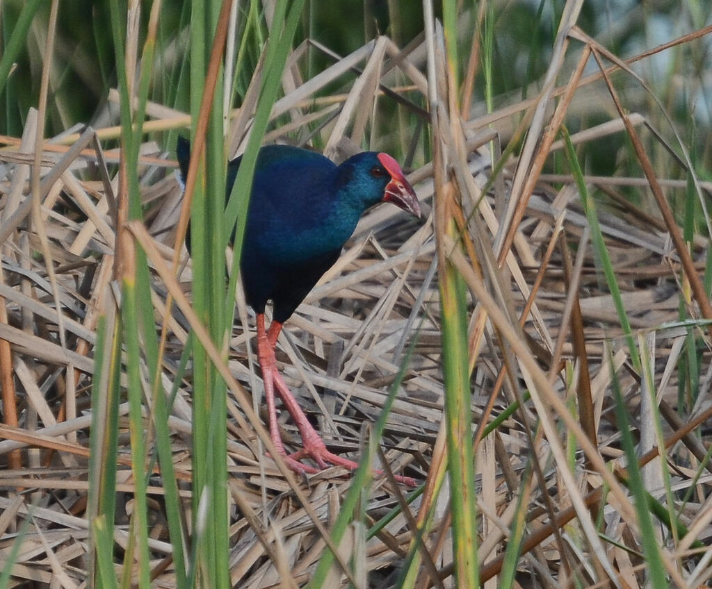 African Swamphenadult, identification