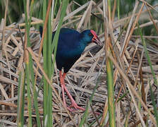 African Swamphen