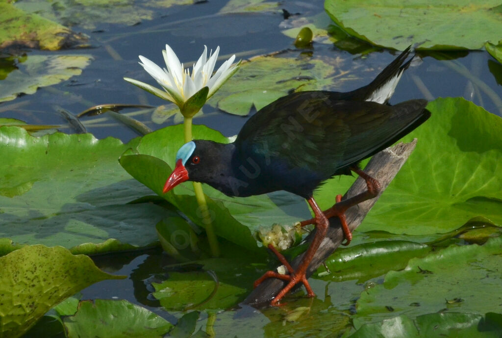 Talève d'Allenadulte nuptial, identification