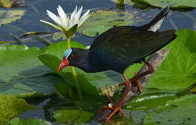 Allen's Gallinule