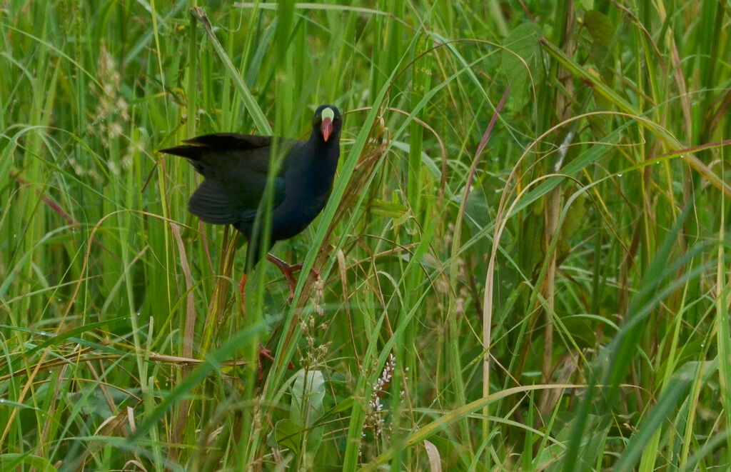 Talève d'Allenadulte, identification