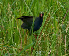 Allen's Gallinule