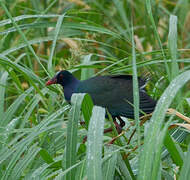 Allen's Gallinule