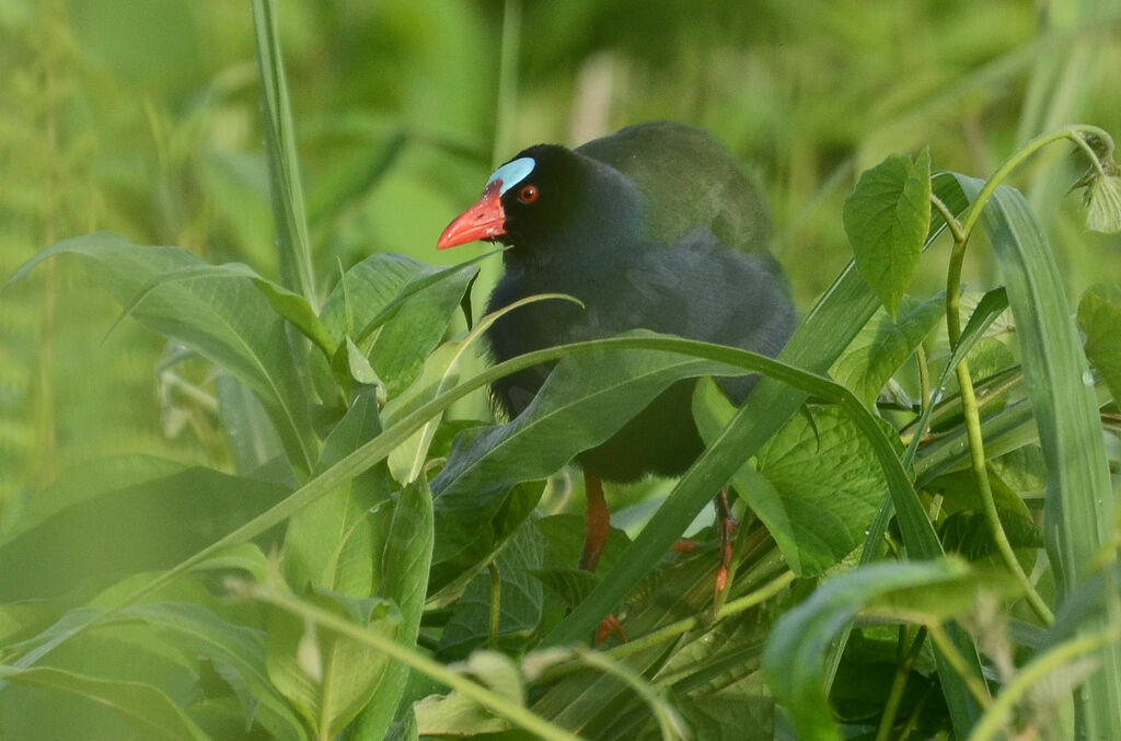 Allen's Gallinuleadult, identification