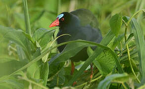 Allen's Gallinule