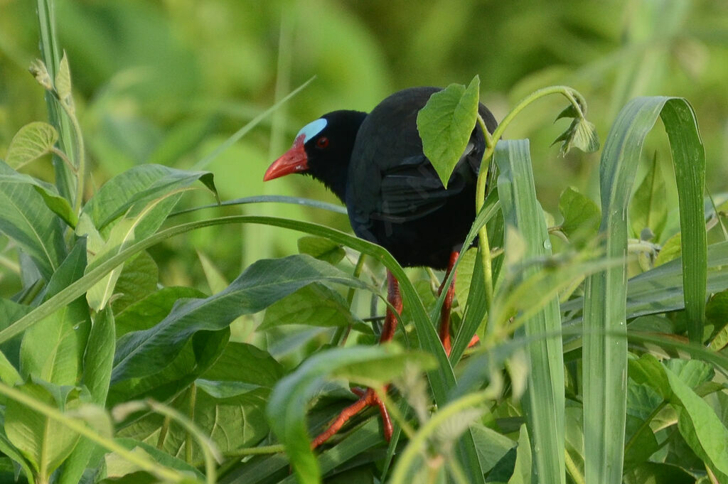 Allen's Gallinuleadult, identification