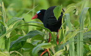 Allen's Gallinule