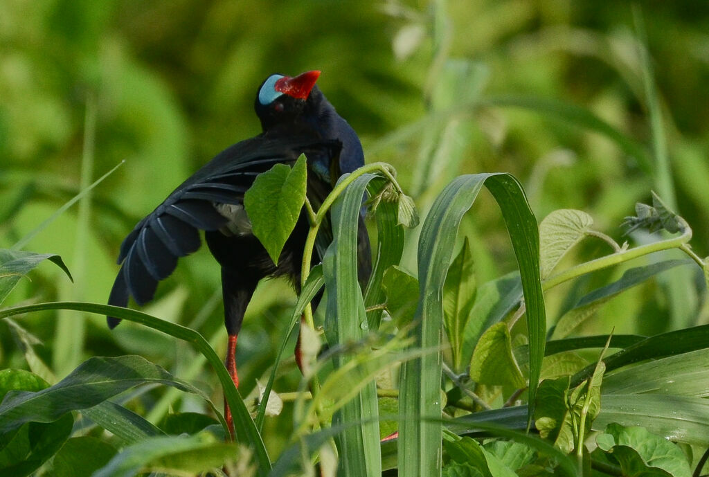 Allen's Gallinuleadult, identification