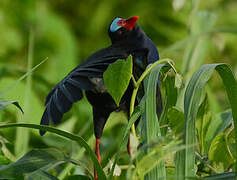 Allen's Gallinule