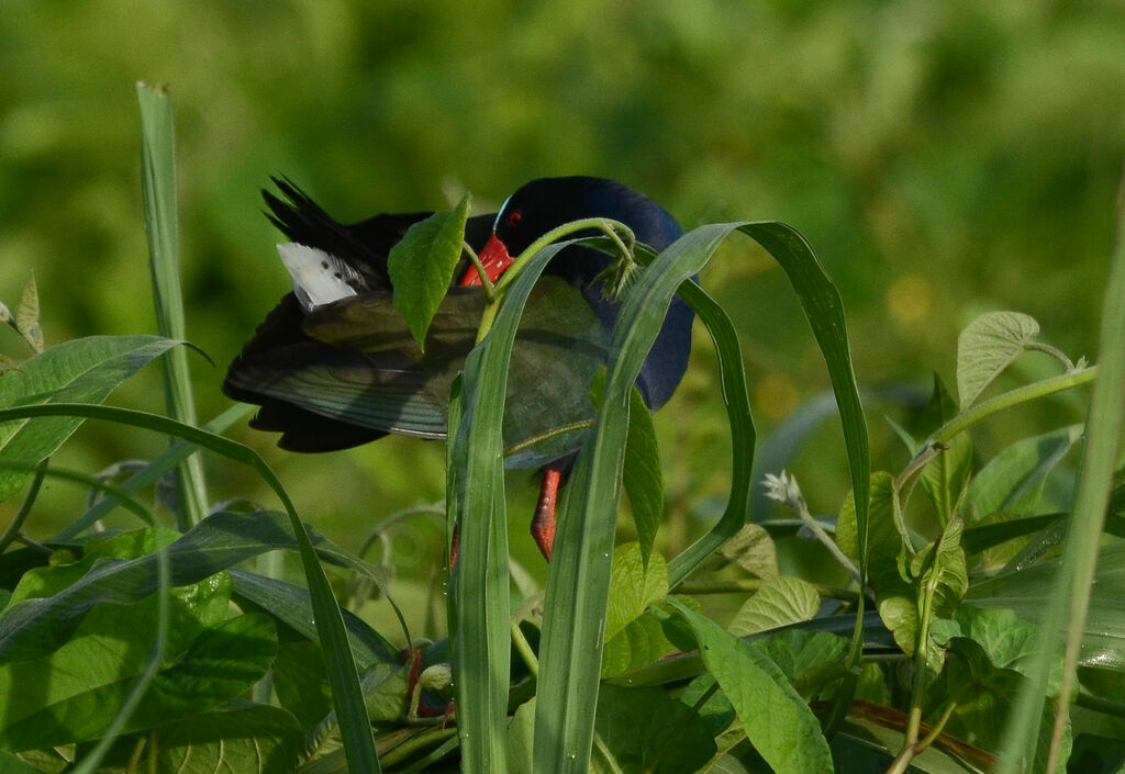 Talève d'Allenadulte, identification