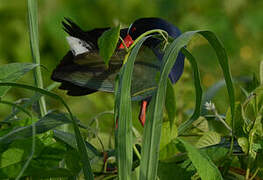 Allen's Gallinule