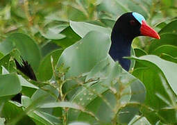 Allen's Gallinule