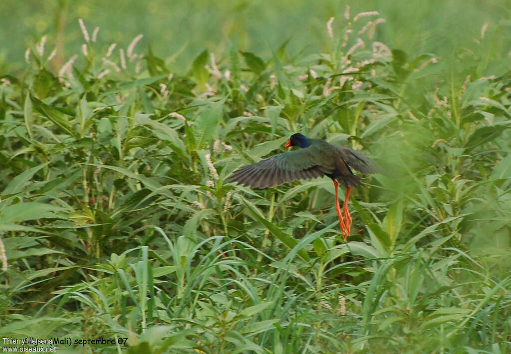 Allen's Gallinuleadult, Flight