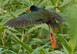 Allen's Gallinule