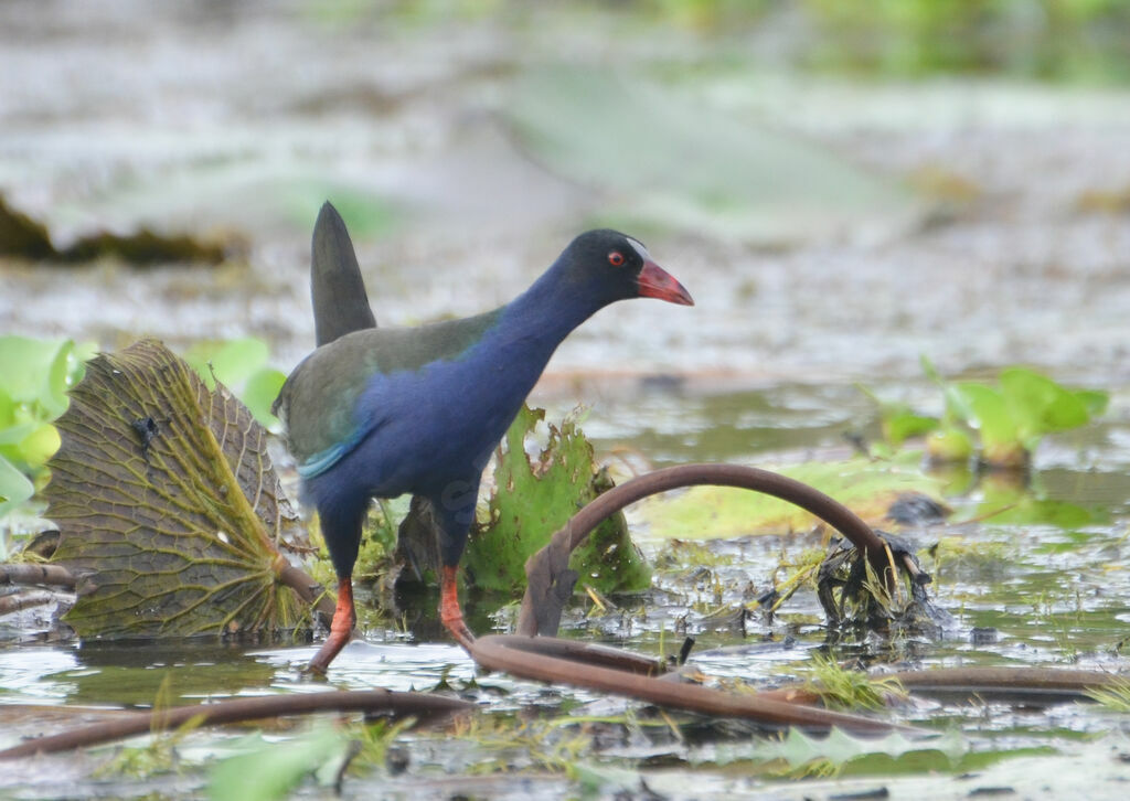 Allen's Gallinuleadult, identification