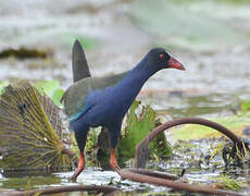 Allen's Gallinule