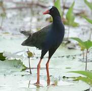 Allen's Gallinule