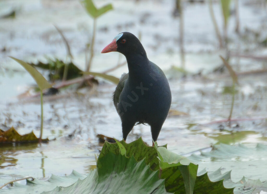 Talève d'Allenadulte, identification