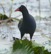 Allen's Gallinule