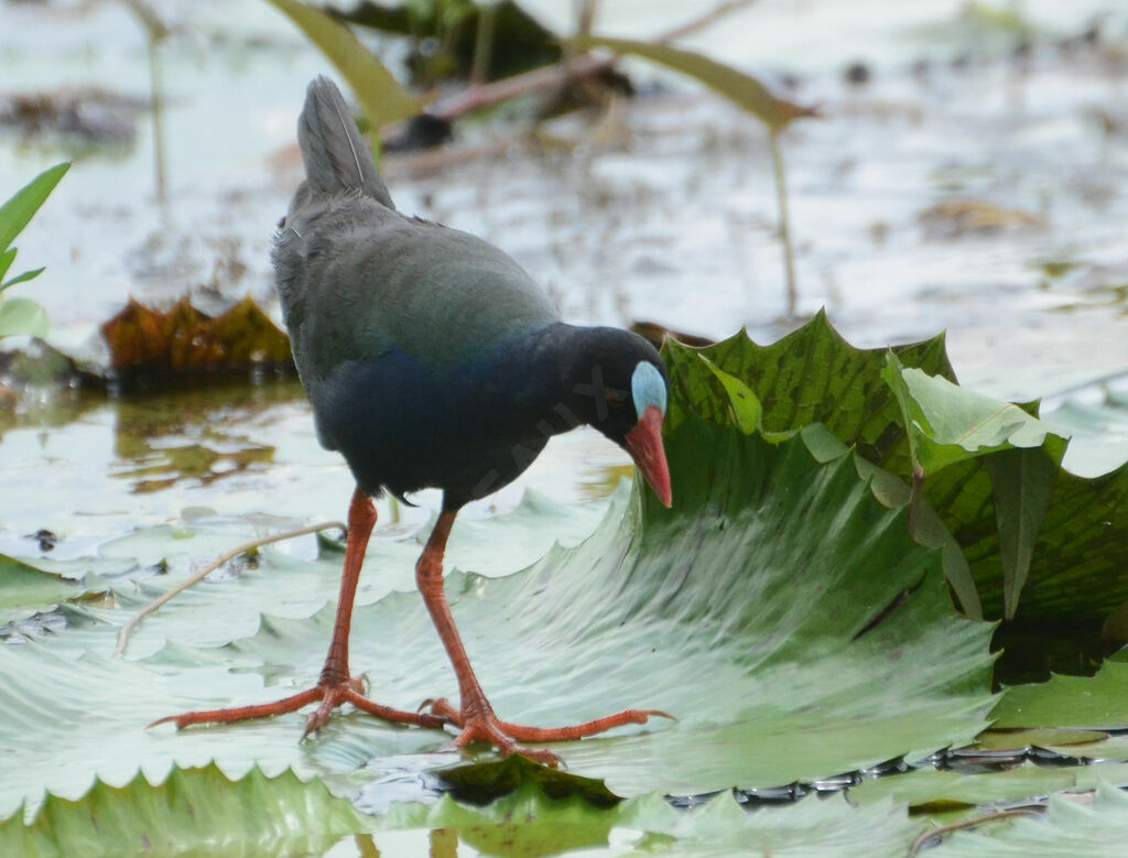 Allen's Gallinuleadult, identification