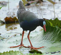 Allen's Gallinule