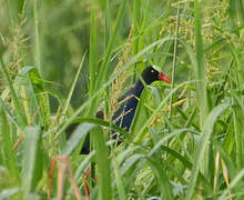 Allen's Gallinule