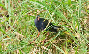 Allen's Gallinule