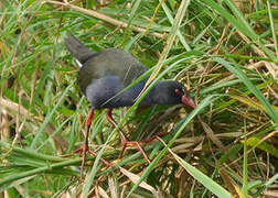 Allen's Gallinule