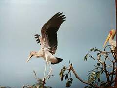Tantale ibis