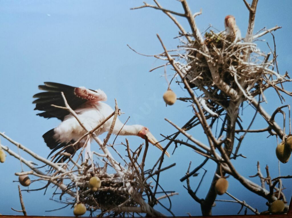 Tantale ibis