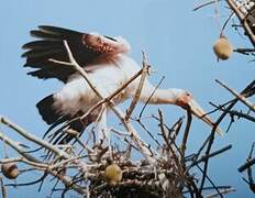 Tantale ibis