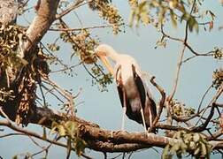 Tantale ibis