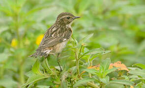 Whinchat