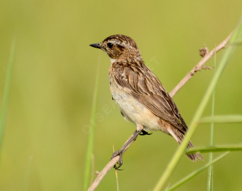 Tarier des présadulte, identification