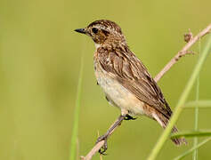 Whinchat