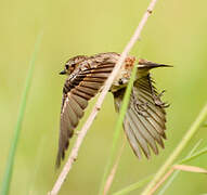 Whinchat