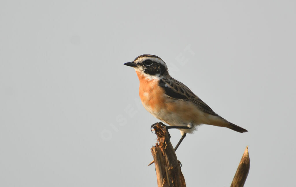 Whinchat male adult