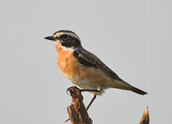 Whinchat