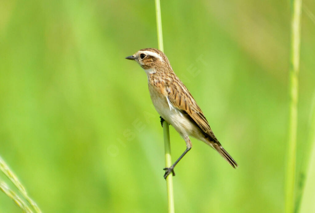 Tarier des prés femelle adulte, identification