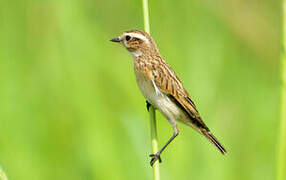 Whinchat