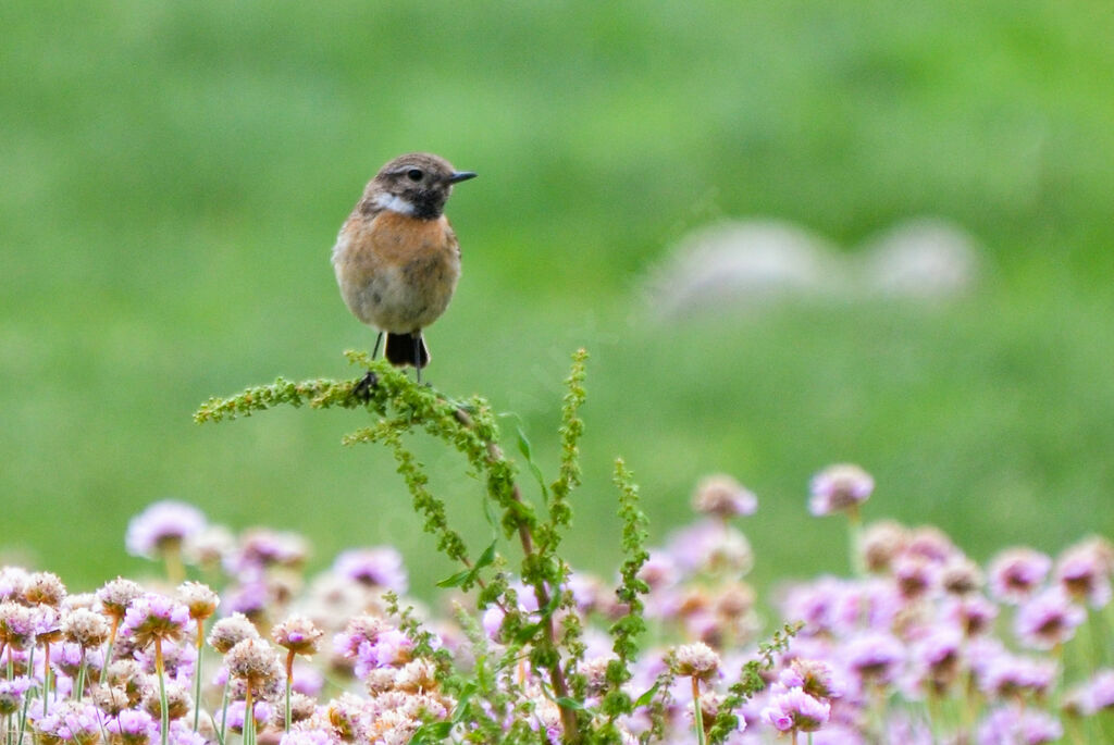 European Stonechat female adult