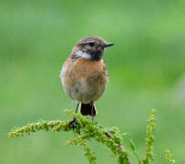 European Stonechat